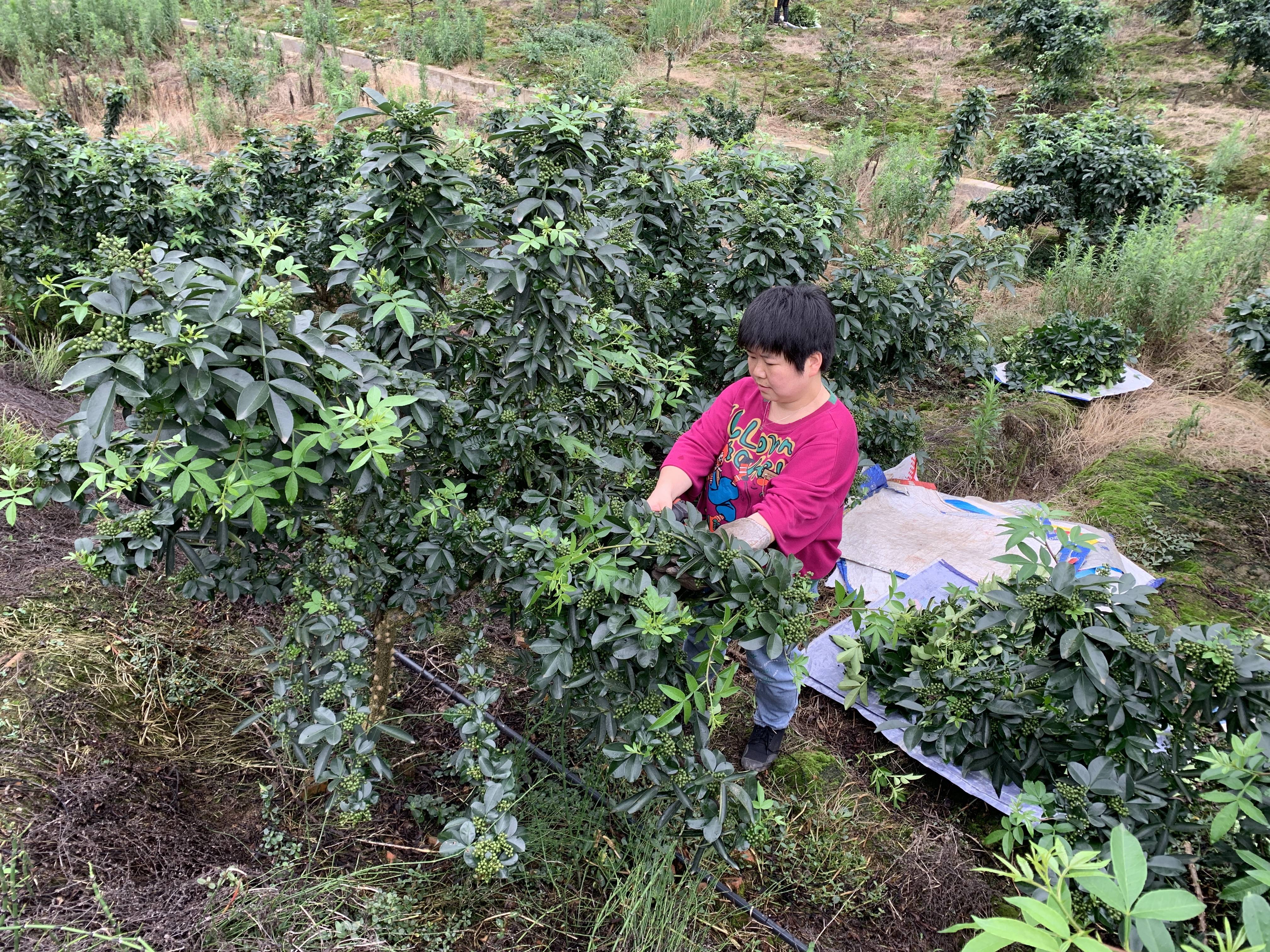 十年坚守80后夫妻的乡村创业梦：在困境中点亮希望之灯(图1)