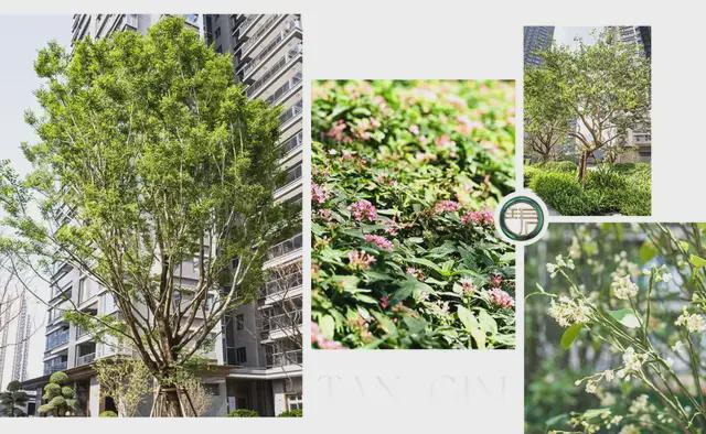 城市中轴新地标保利灯湖天珺以巅峰交付重塑城市格局(图22)