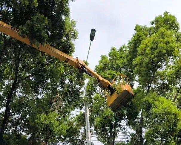 剪枝除影明灯护行亚盈体育网址(图1)